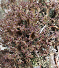 Cladonia multiformis