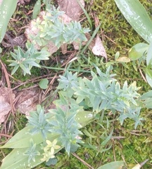 Genista germanica