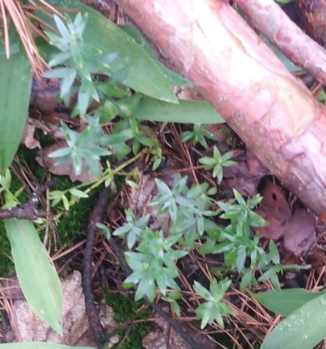 Genista germanica, photograph 3