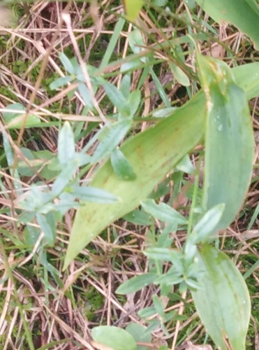Genista germanica, photograph 2