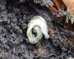 Bipalium pennsylvanicum