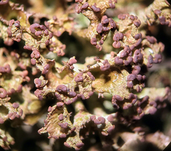 Cladonia multiformis