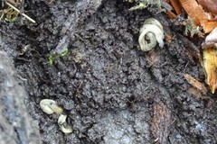 Bipalium pennsylvanicum