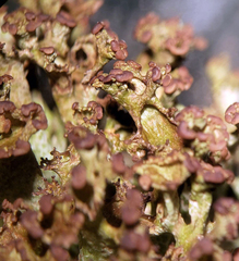Cladonia multiformis