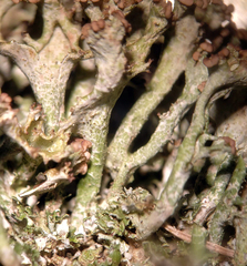 Cladonia multiformis