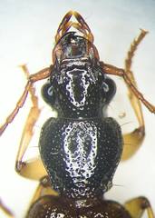 Cymindis neglecta