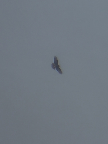 European Honey-buzzard