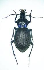 Sphaeroderus stenostomus lecontei