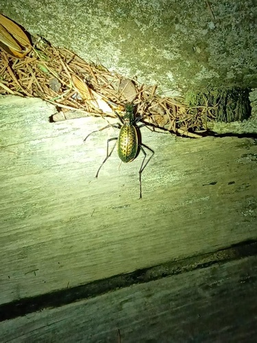 Carabus haeckeli
