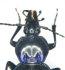 Sphaeroderus stenostomus lecontei