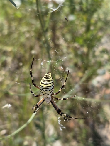 Wasp Spider
