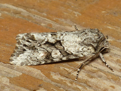 Achatia distincta