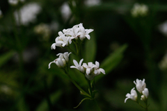 Galium odoratum