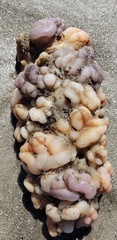 Aplidium stellatum