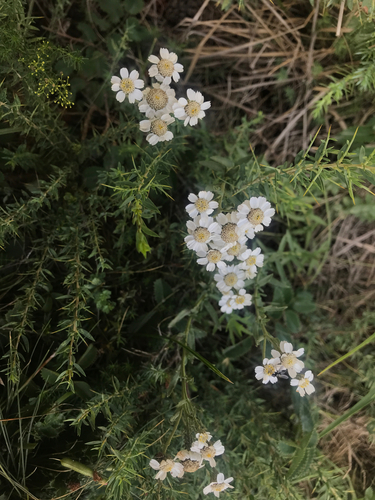 Achillea pyrenaica
