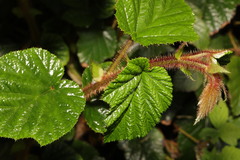 Rubus tricolor