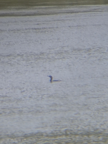 Great Cormorant