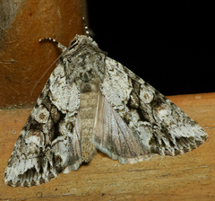 Achatia distincta