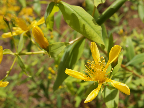 Hypericum canariense, photograph 5