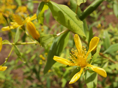 Hypericum canariense, photograph (c) Hendrik Luup, some rights reserved (CC BY)