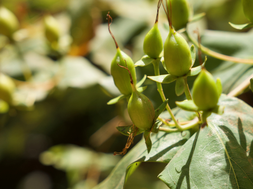 Hypericum canariense, photograph 3