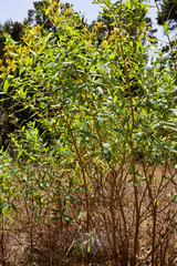 Hypericum canariense, photograph (c) Hendrik Luup, some rights reserved (CC BY)