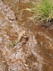 Anaxyrus americanus