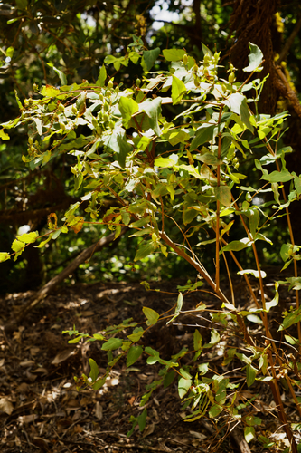 Hypericum canariense, photograph 4