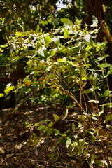 Hypericum canariense, photograph (c) Hendrik Luup, some rights reserved (CC BY)