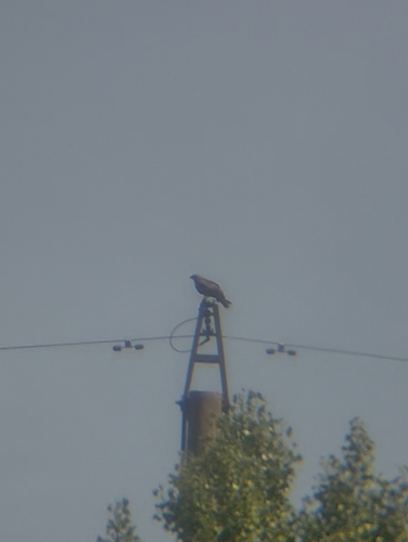 Common Buzzard