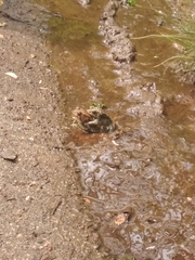 Anaxyrus americanus