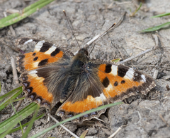 Aglais urticae