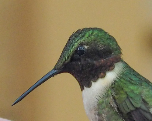 Ruby-throated Hummingbird photographed in Virginia