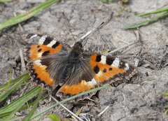 Aglais urticae