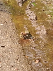 Anaxyrus americanus
