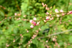 Hylodesmum podocarpum oxyphyllum