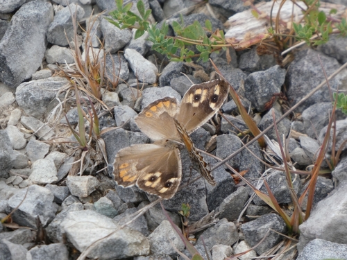 Grayling photo 4