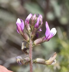 Astragalus minthorniae