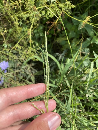 Glyceria notata, photograph 5
