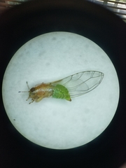 Trioza bakeri