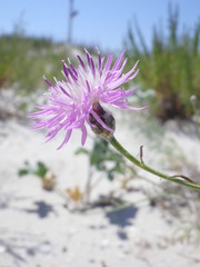 Centaurea odessana