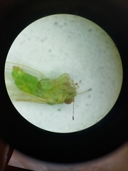 Trioza bakeri