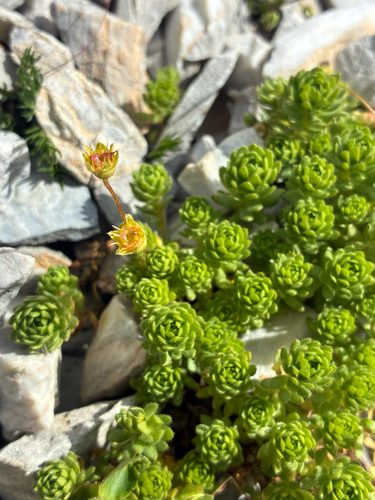 Saxifraga sedoides, photograph 5