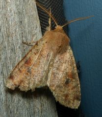 Orthosia rubescens