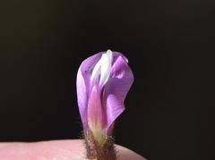 Astragalus minthorniae