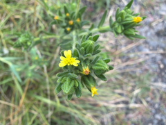 Madia glomerata, photograph (c) Aaron Liston, some rights reserved (CC BY)