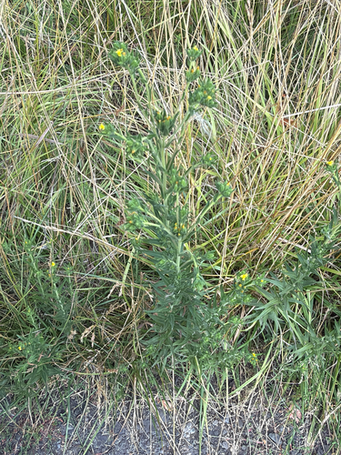 Madia glomerata, photograph 4