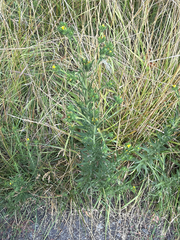 Madia glomerata, photograph (c) Aaron Liston, some rights reserved (CC BY)