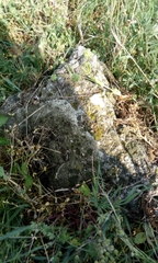 Temnothorax semiruber