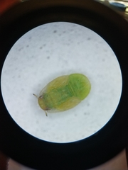 Trioza bakeri
